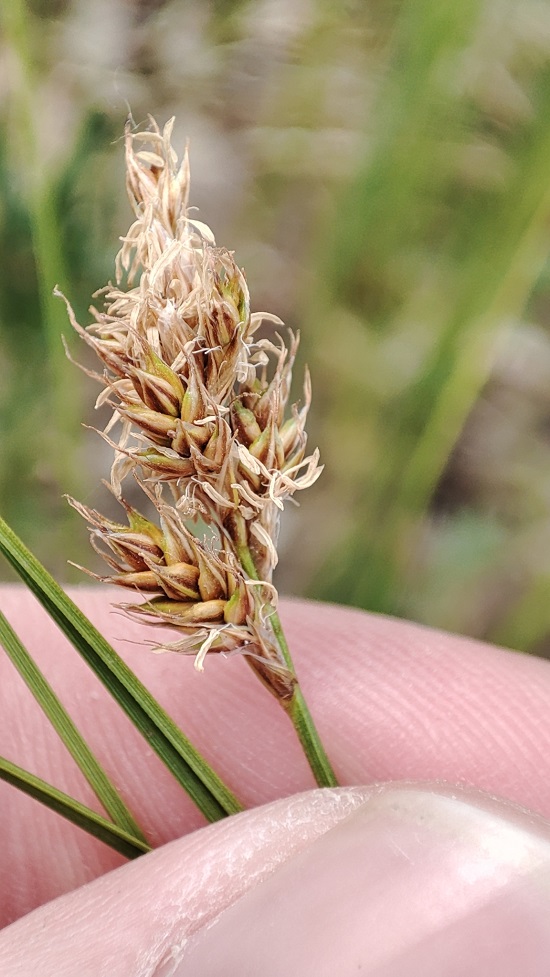 Image of Carex praecox specimen.