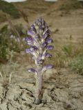 Orobanche cernua