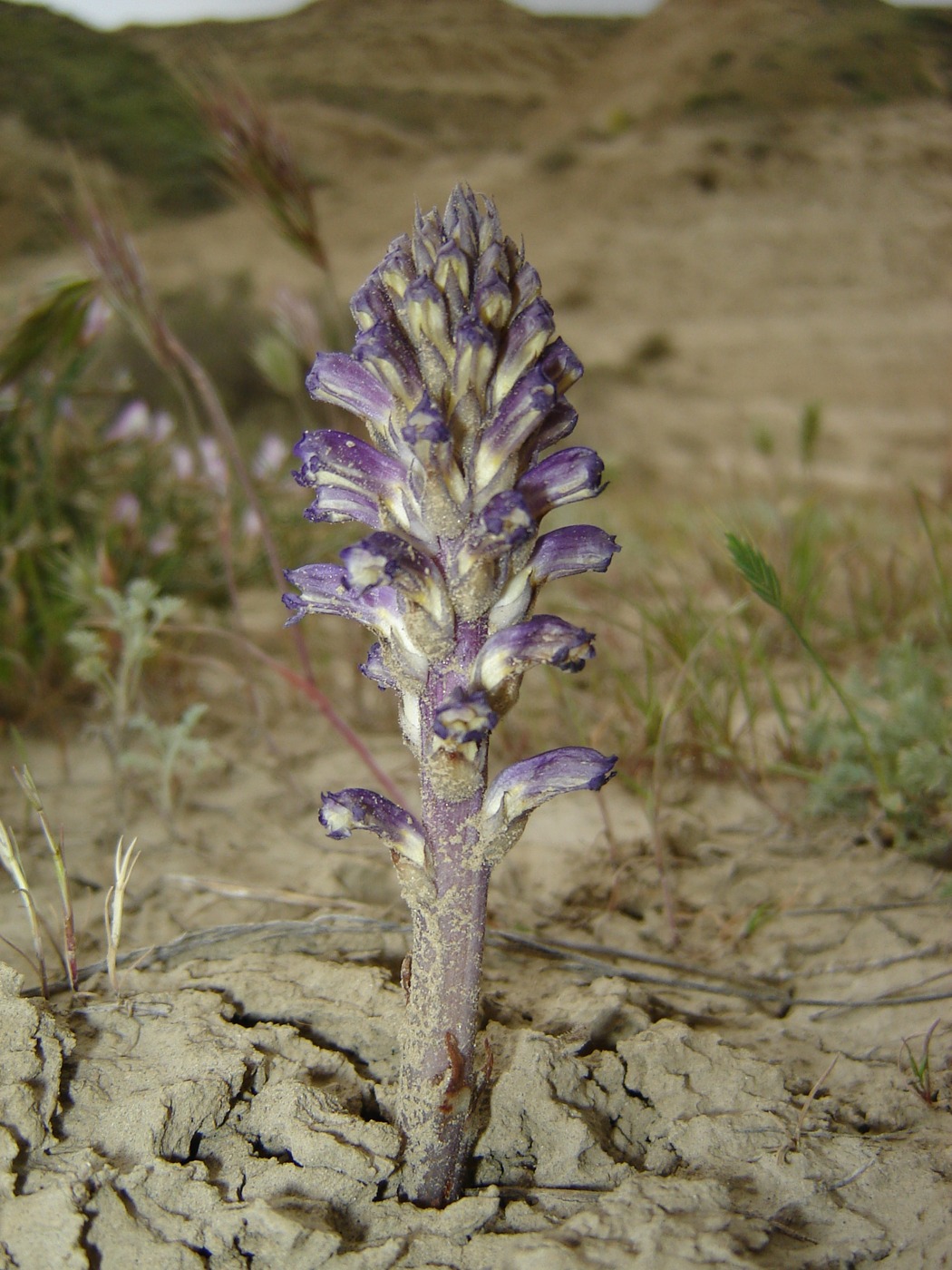 Изображение особи Orobanche cernua.