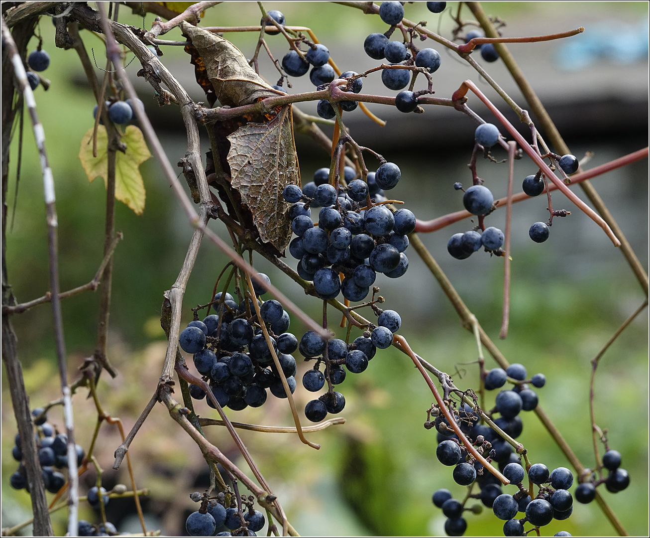 Image of Vitis amurensis specimen.