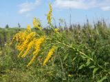 Solidago canadensis