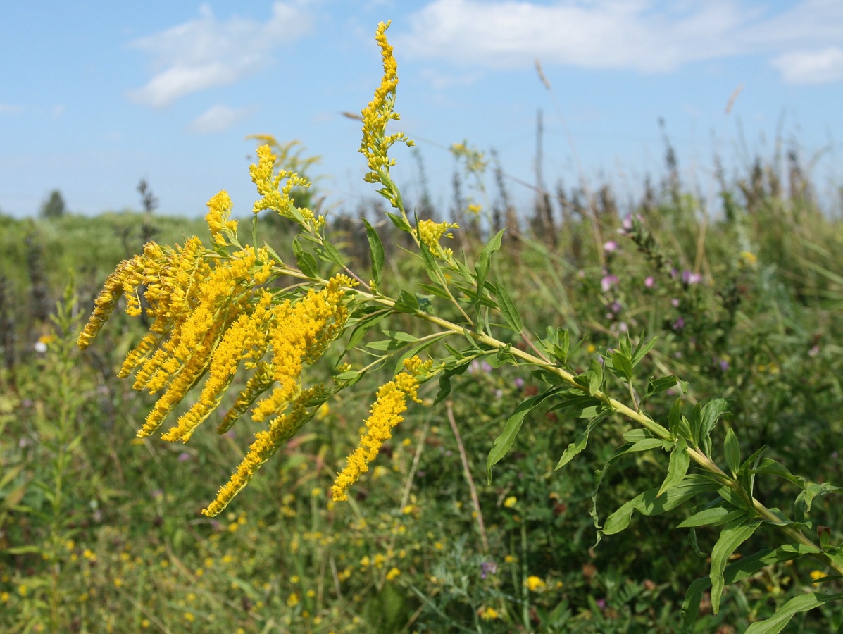 Image of Solidago canadensis specimen.