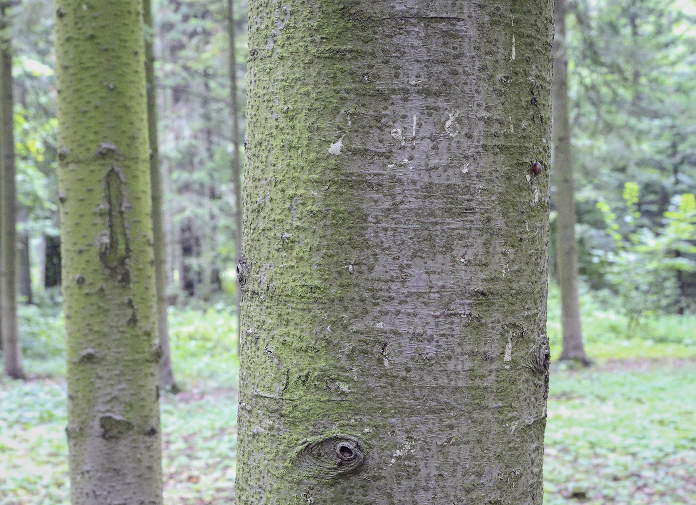 Image of Abies sibirica specimen.