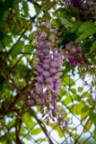 Wisteria sinensis