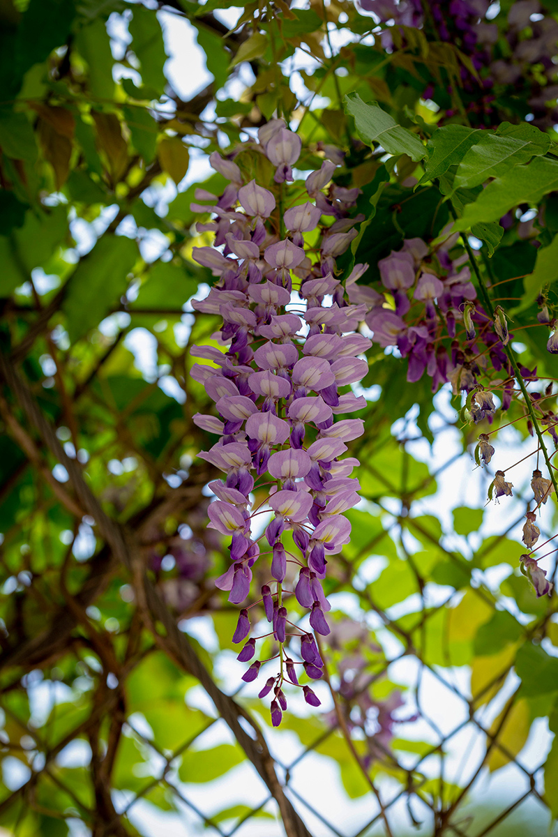 Изображение особи Wisteria sinensis.