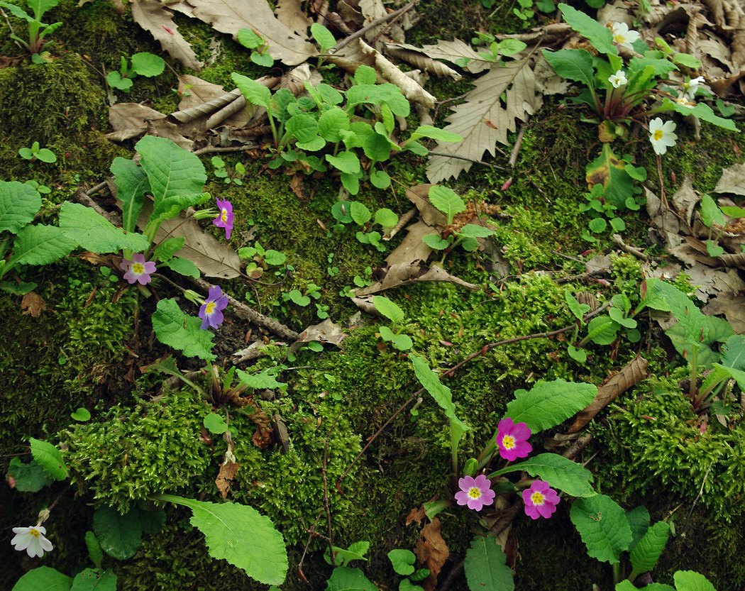 Image of Primula vulgaris specimen.