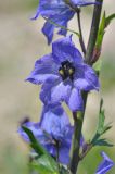 Delphinium megalanthum. Цветок. Республика Северная Осетия-Алания, Алагирский р-н, Большой Кавказ, Скалистый хр., южный склон в р-не Ходского перевала, ≈ 2380 м н.у.м., субальпийский луг. 01.07.2021.