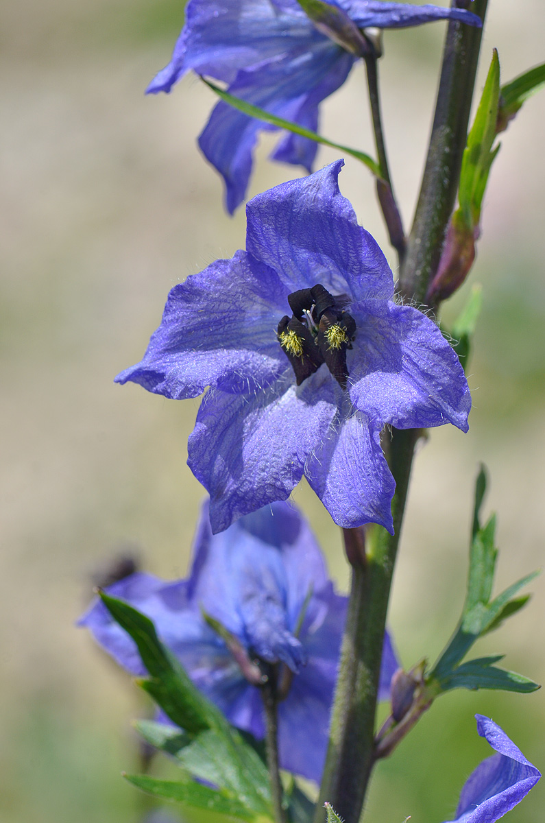 Image of Delphinium megalanthum specimen.