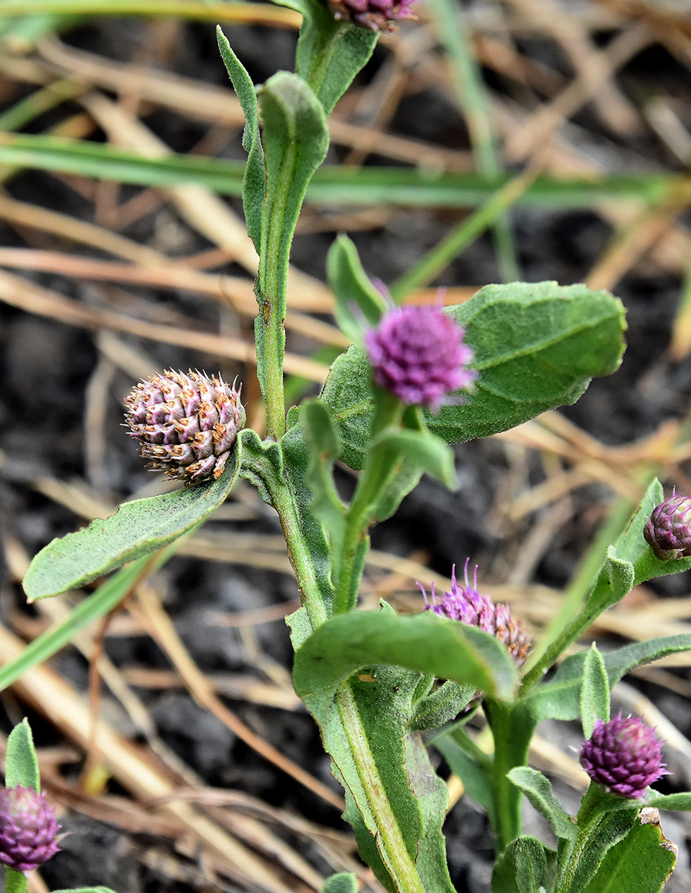 Изображение особи Sphaeranthus strobilifer.