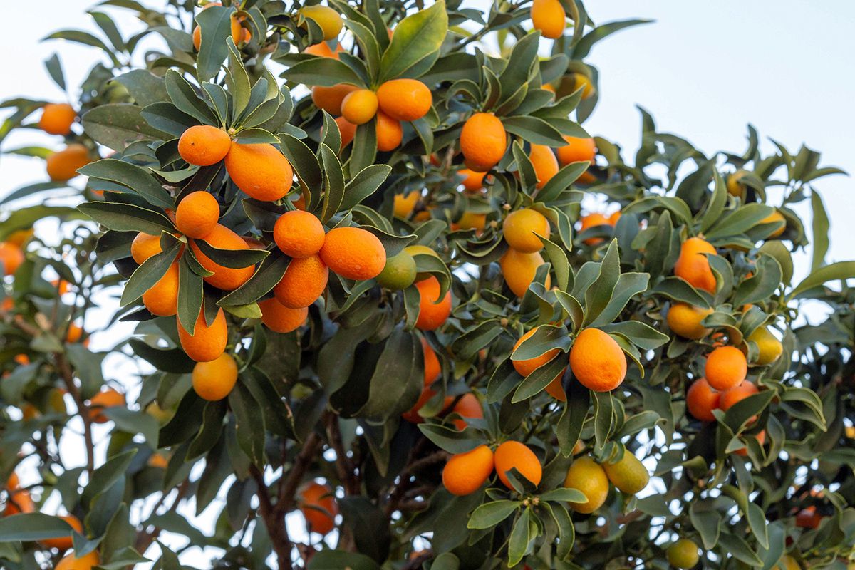 Image of Citrus japonica specimen.