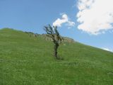 Pyrus caucasica