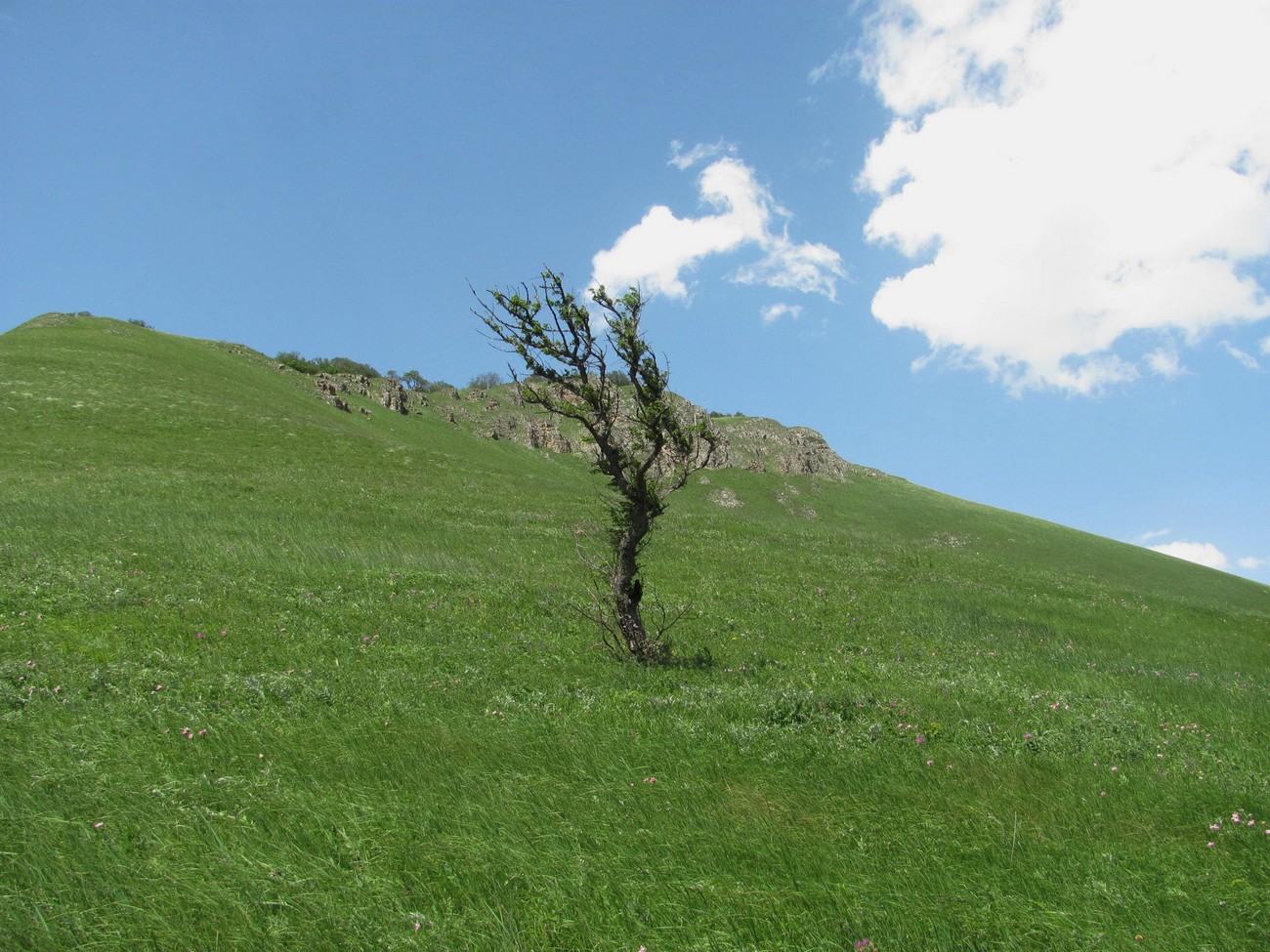 Image of Pyrus caucasica specimen.