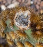 Opuntia aciculata