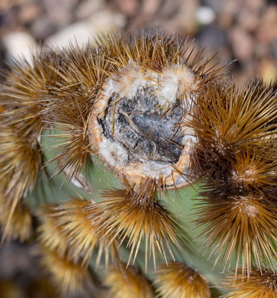 Image of Opuntia aciculata specimen.