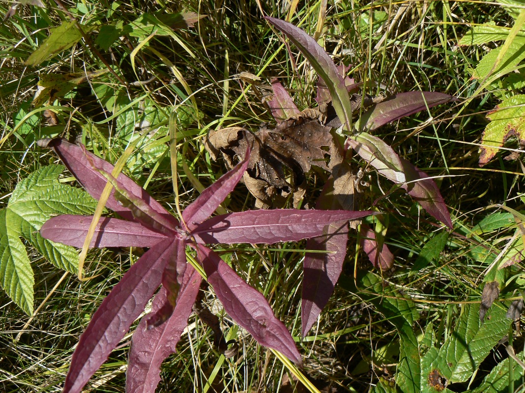 Image of Lactuca sibirica specimen.