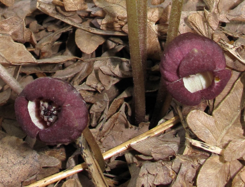 Изображение особи Asarum heterotropoides.