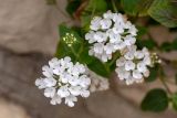 Lantana montevidensis