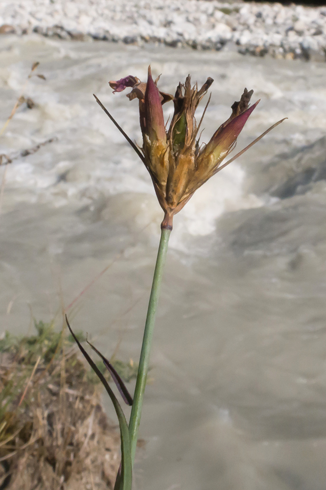 Image of Dianthus ruprechtii specimen.