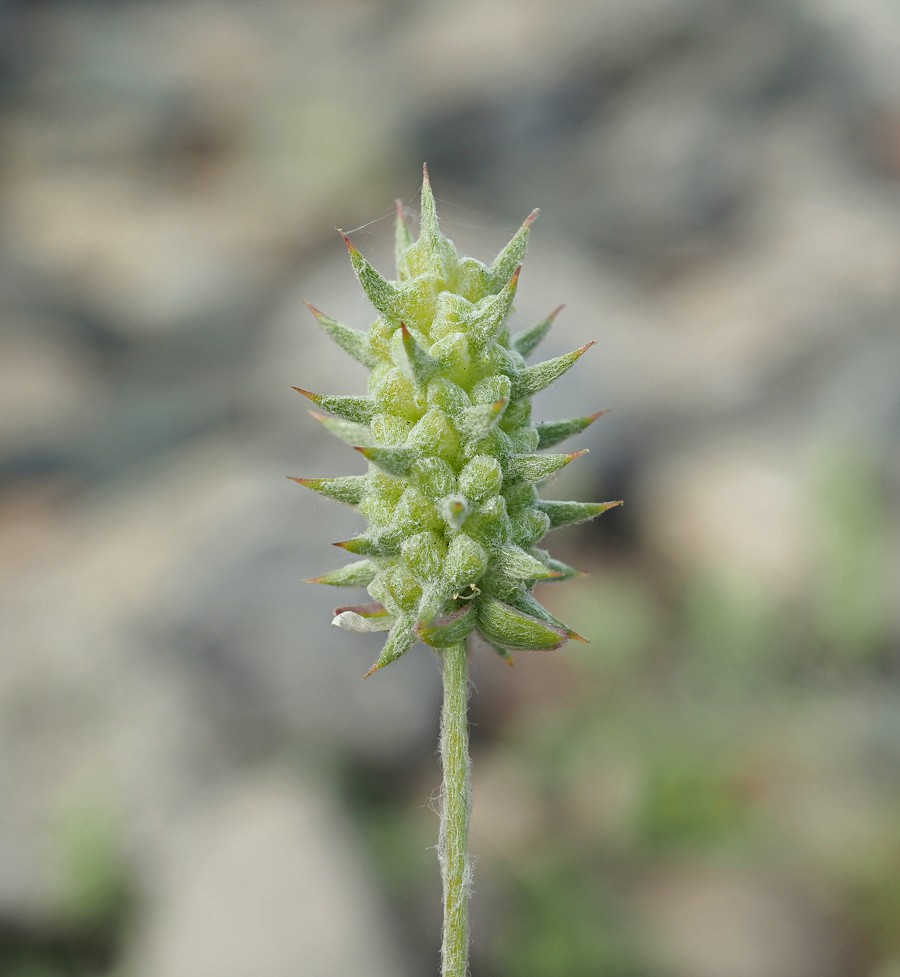 Изображение особи Ceratocephala orthoceras.