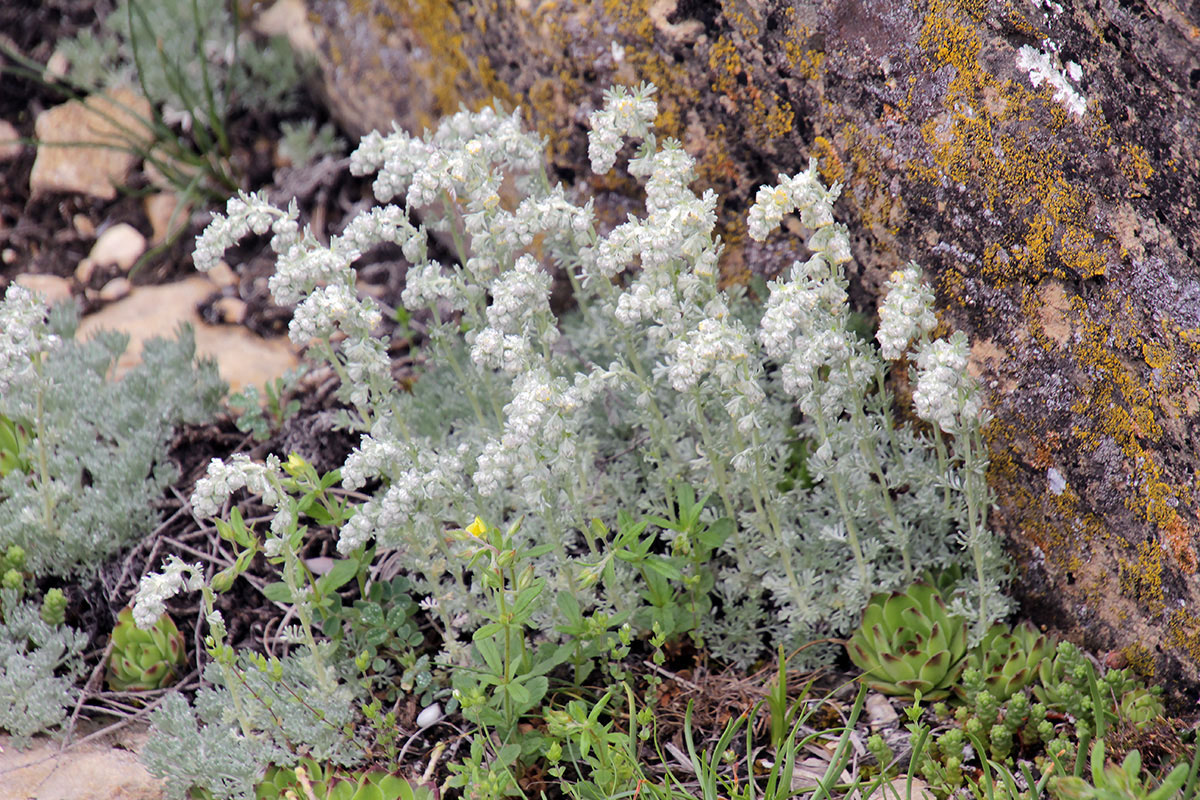 Изображение особи род Artemisia.