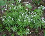 Galium odoratum. Цветущие растения. Московская обл., ГО Подольск, мкр-н Климовск, сосновый лес. 07.06.2022.