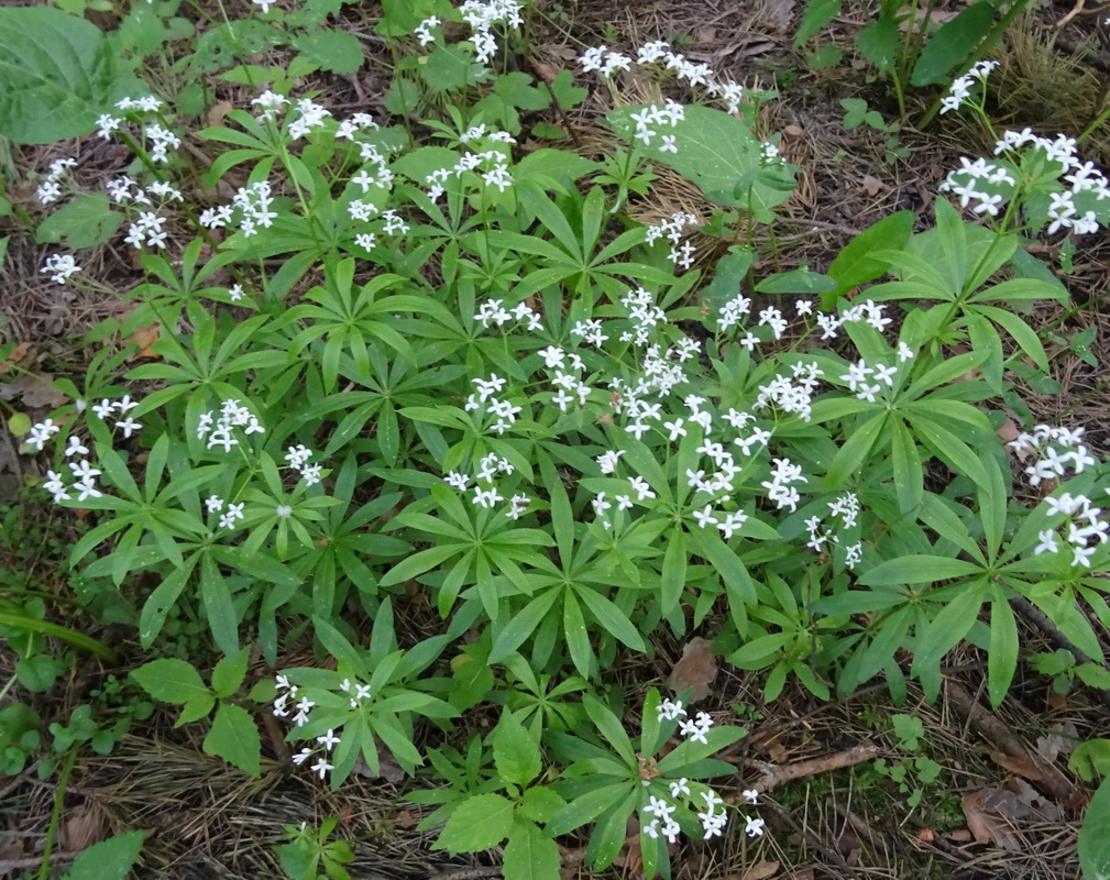 Image of Galium odoratum specimen.