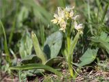 Dactylorhiza subspecies georgica