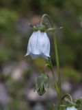 Codonopsis clematidea