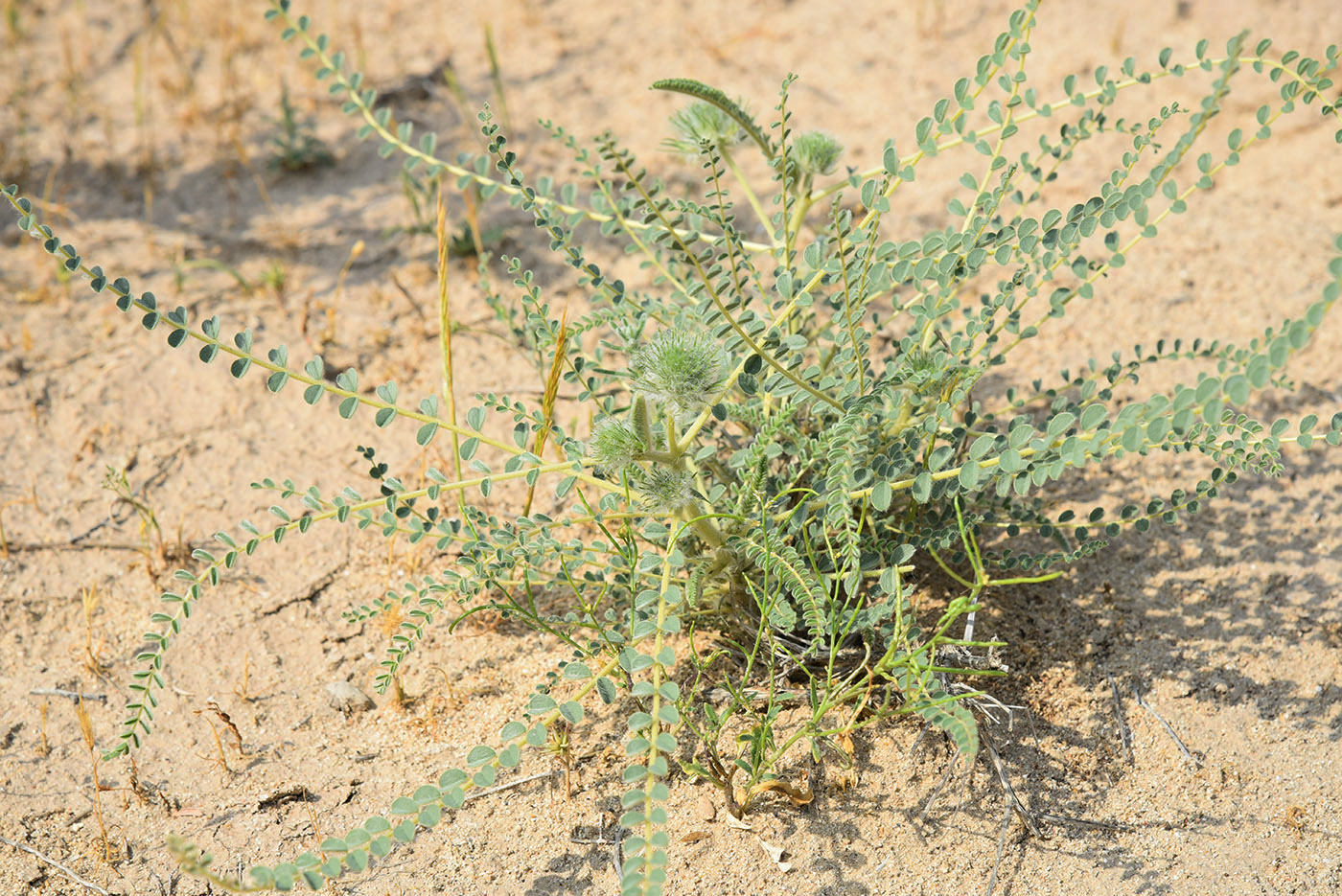 Изображение особи Astragalus turbinatus.