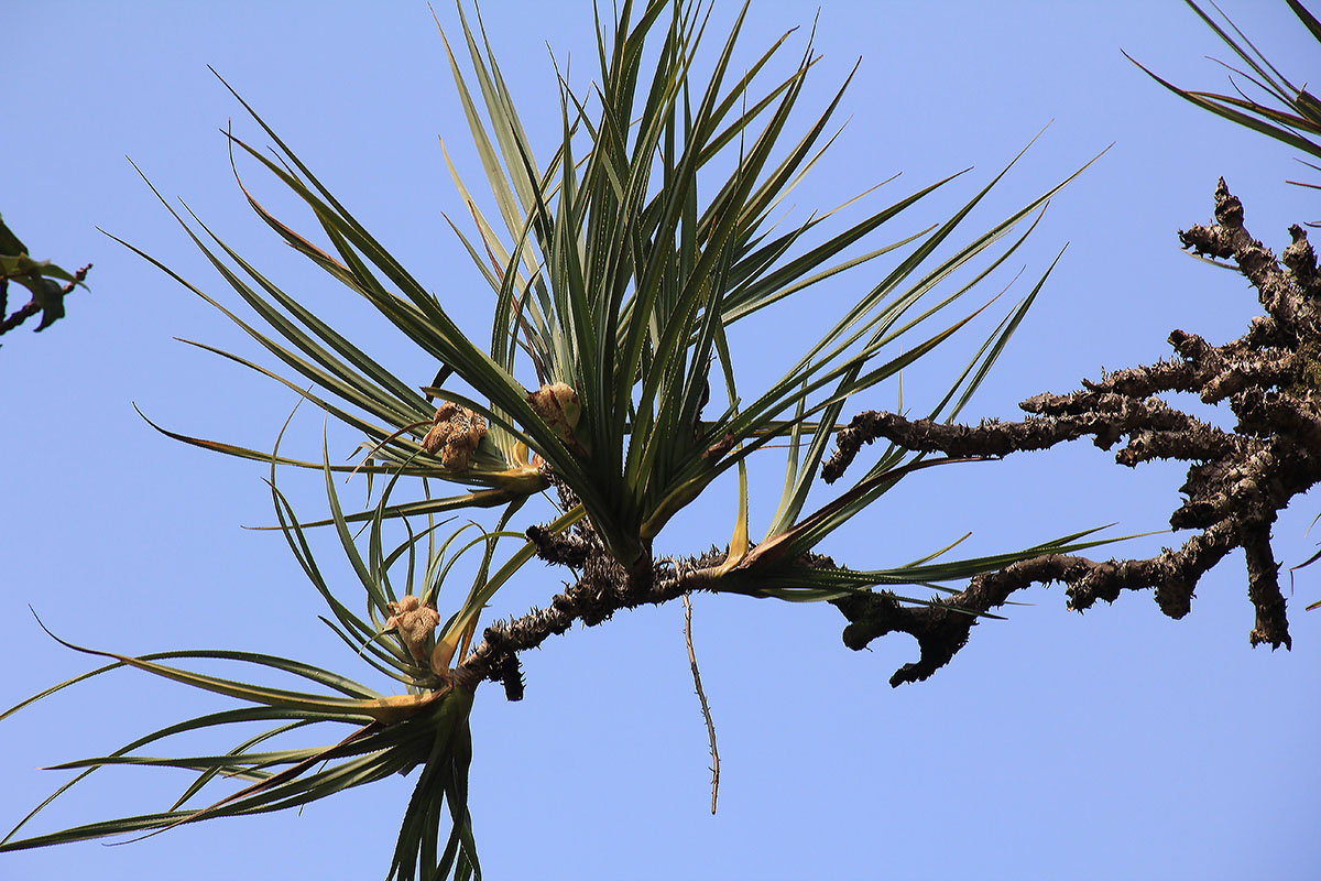 Изображение особи род Pandanus.