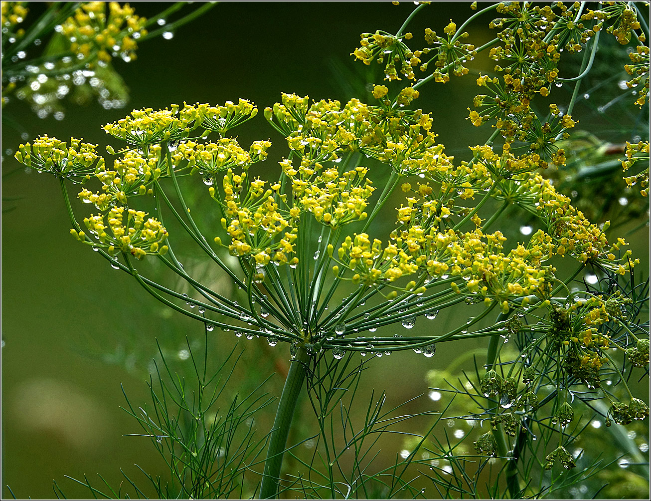 Изображение особи Anethum graveolens.