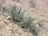 Ancathia igniaria. Вегетирующее растение. Алтай, Кош-Агачский р-н, 5 км ЮВ с. Чаган-Узун, долина р. Тыдтуярык, глинистый склон. 22 июня 2022 г.