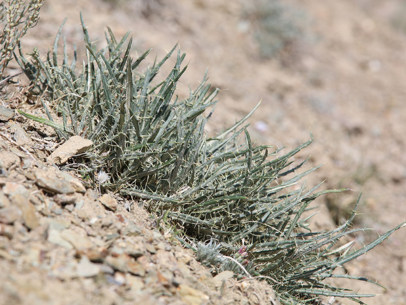 Image of Ancathia igniaria specimen.