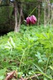 Fritillaria meleagris. Цветущее растение. Санкт-Петербург, Петродворцовый р-н, заказник «Южное побережье Невской Губы», участок «Кронштадтская колония», опушка леса близ побережья Финского залива. 21.05.2022.