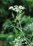 Image of taxon representative. Author is Вера Волкотруб