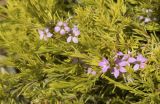 Diosma hirsuta