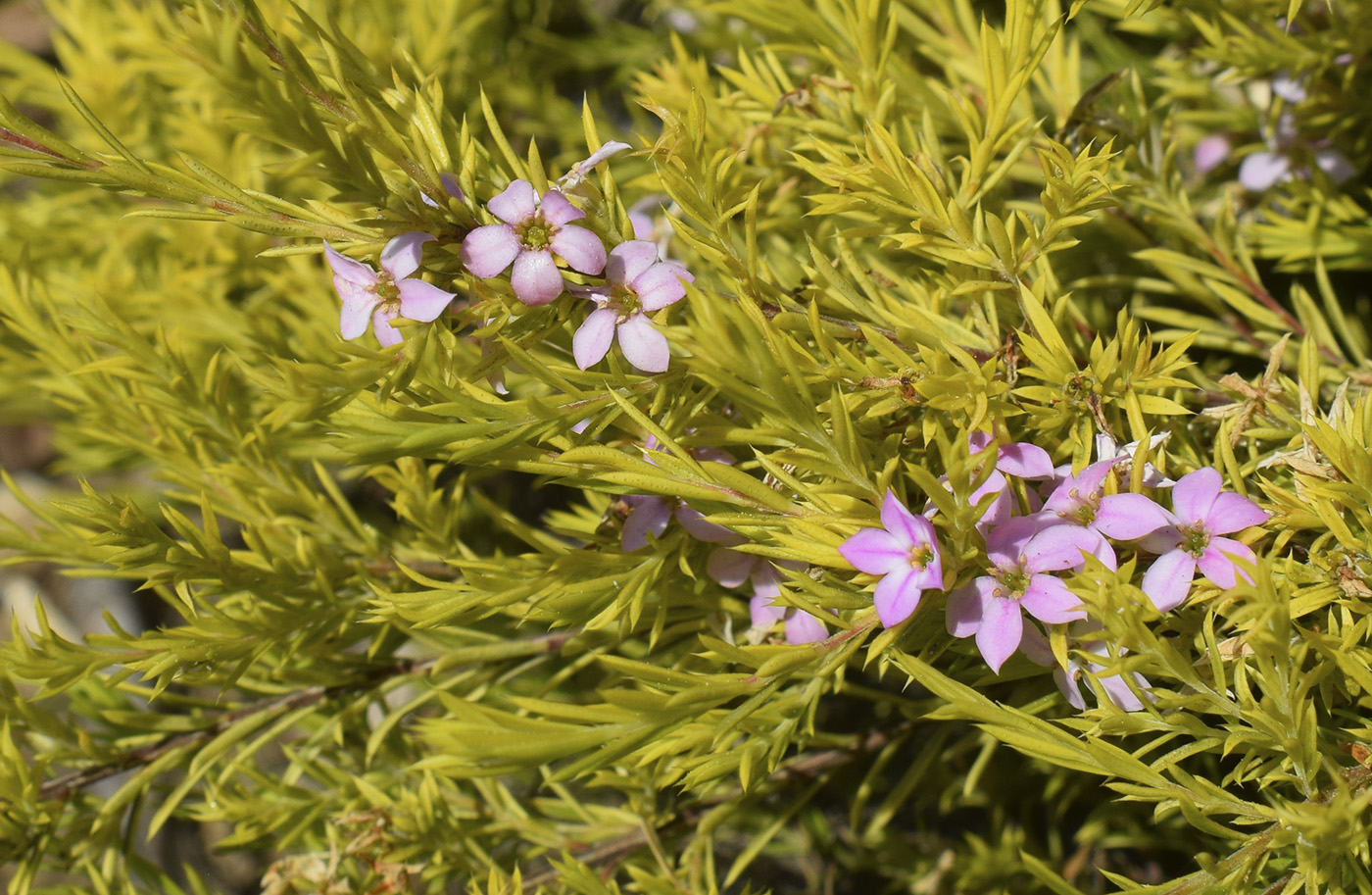 Image of Diosma hirsuta specimen.