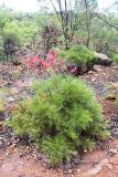 genus Grevillea. Цветущее растение. Австралия, штат Северная Территория, графство Западный Арнем, национальный парк \"Kakadu\", окр. Garnamar. 18.12.2010.