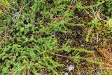 Empetrum sibiricum