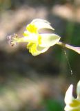 Zigadenus sibiricus