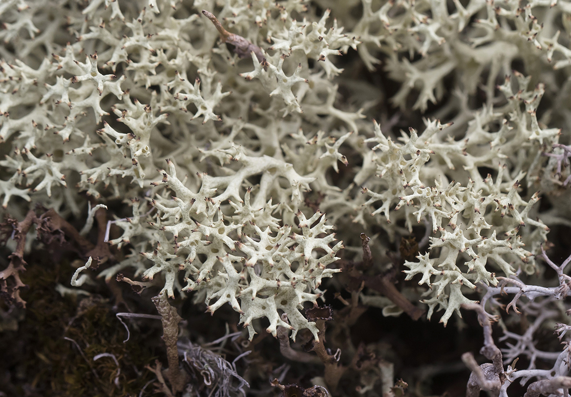 Изображение особи Cladonia uncialis.