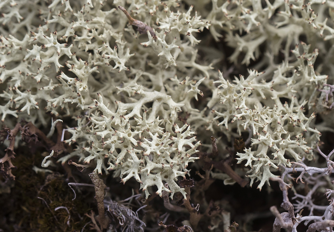 Image of Cladonia uncialis specimen.