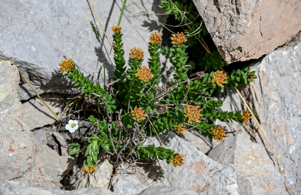 Изображение особи Rhodiola heterodonta.