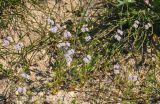 Valerianella coronata. Цветущие растения. Крым, Караларский природный парк, окр. бухты Коровья, окраина песчаного пляжа. 07.05.2021.