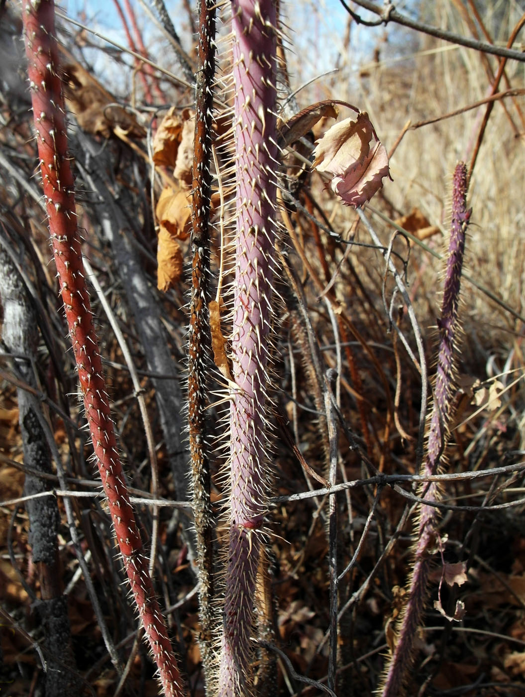 Image of Rosa laxa specimen.