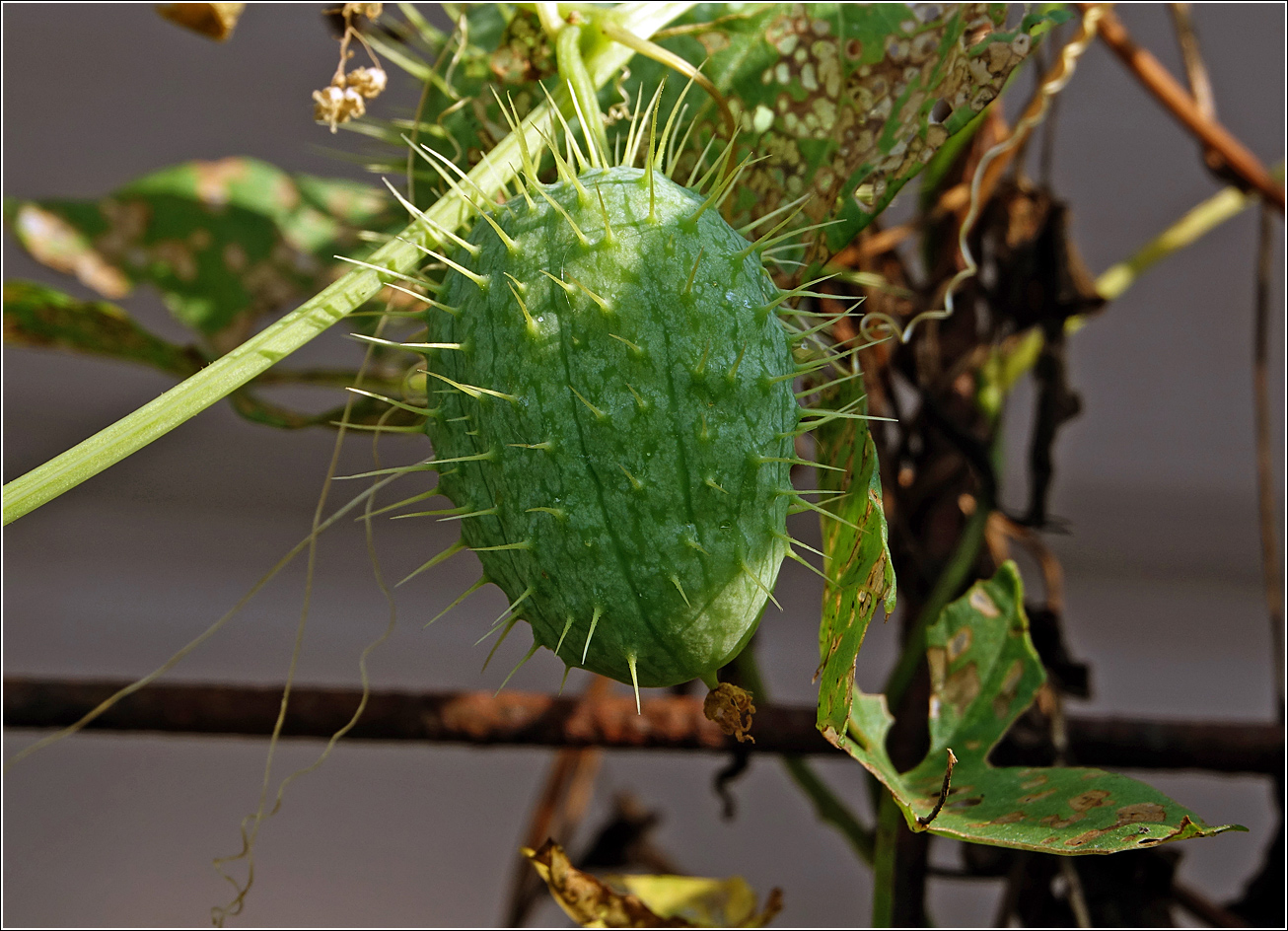 Изображение особи Echinocystis lobata.