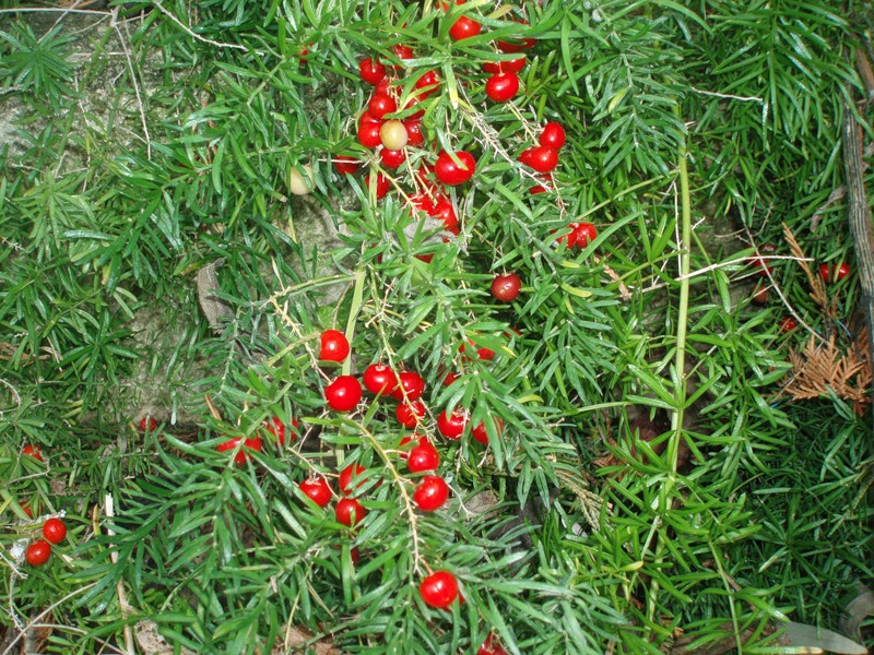 Image of Asparagus densiflorus specimen.