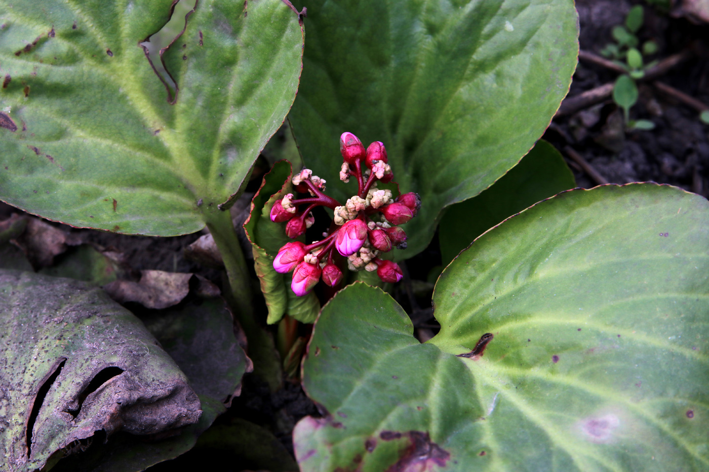 Image of Bergenia crassifolia specimen.