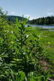 Cirsium heterophyllum. Вегетирующее растение. Пермский край, Александровский муниципальный округ, пос. Камень, дол. р. Яйва, склон береговой террасы. 13 июня 2022 г.