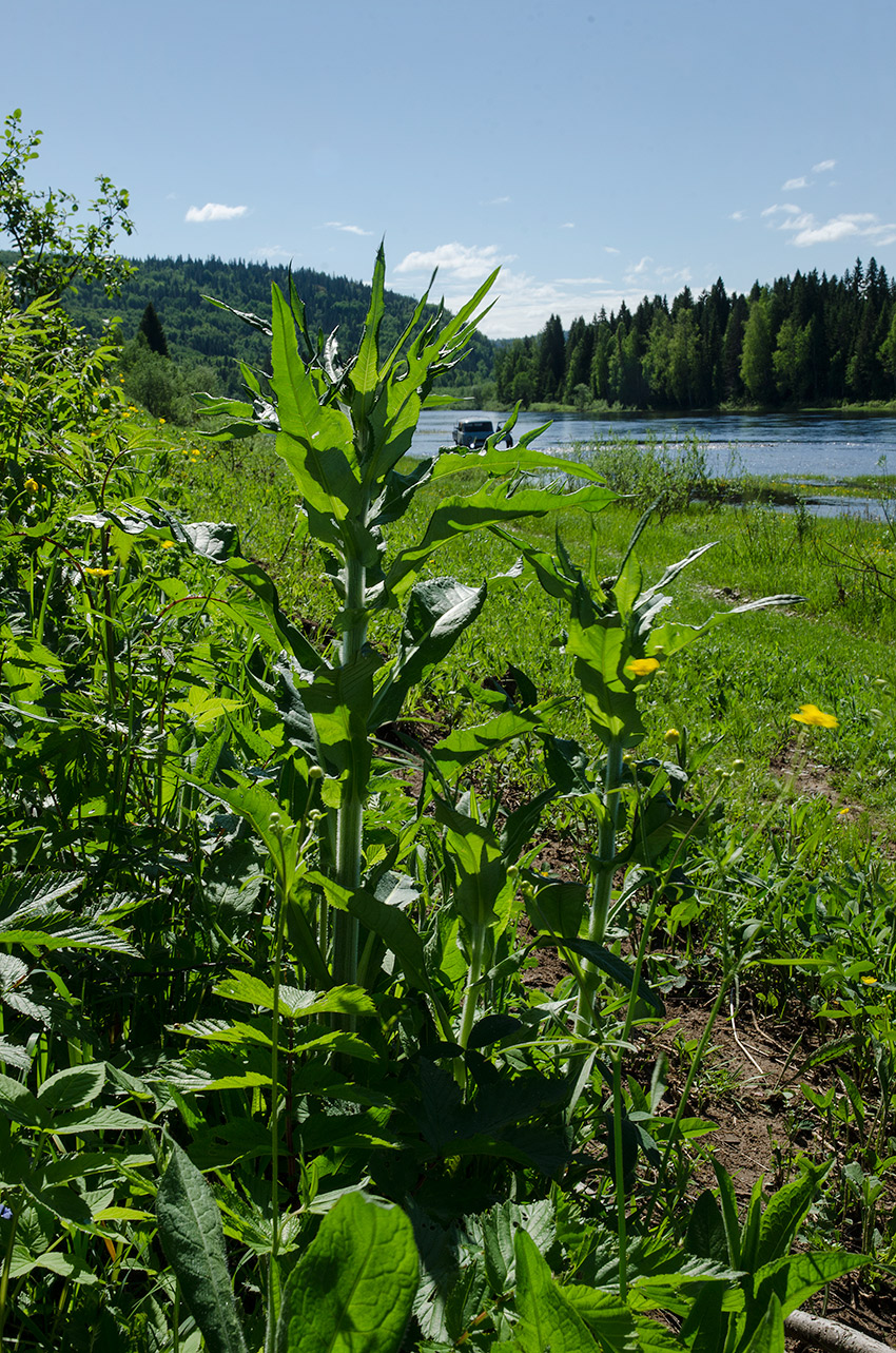 Изображение особи Cirsium heterophyllum.